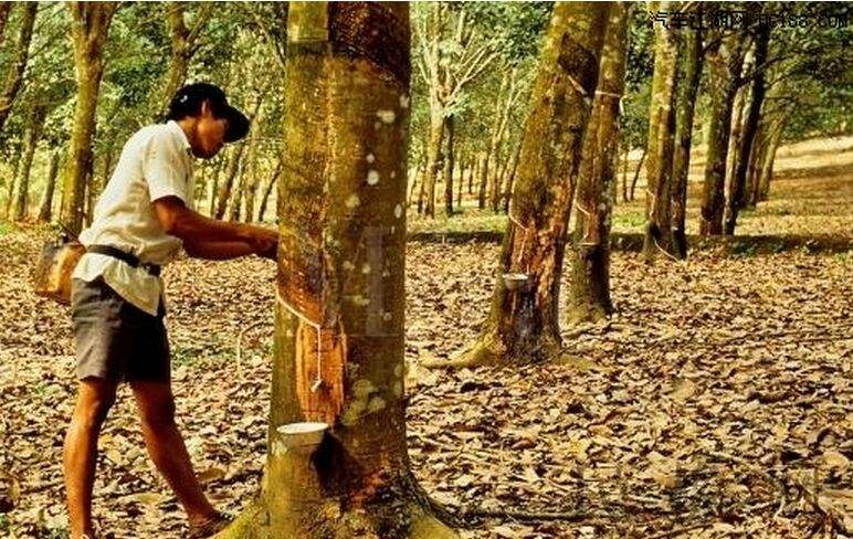 越南橡膠進出口中國市場呈現出下降趨勢